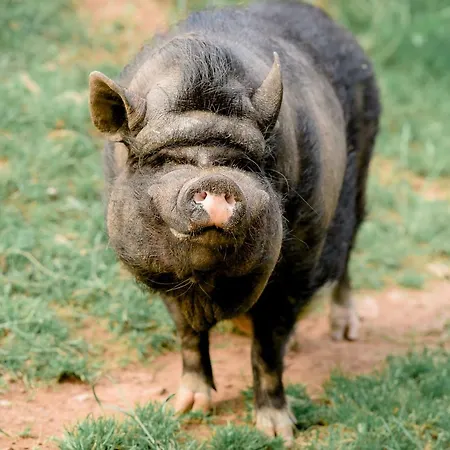 別荘 Nengshof Ferienhaeuser Sonnenblume Und Heublume