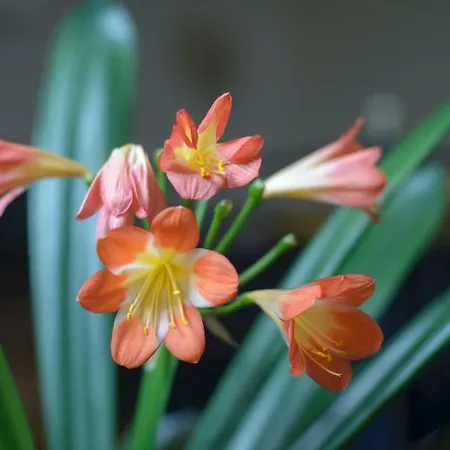 Nengshof Ferienhaeuser Sonnenblume Und Heublume Dom wakacyjny Wißmannsdorf