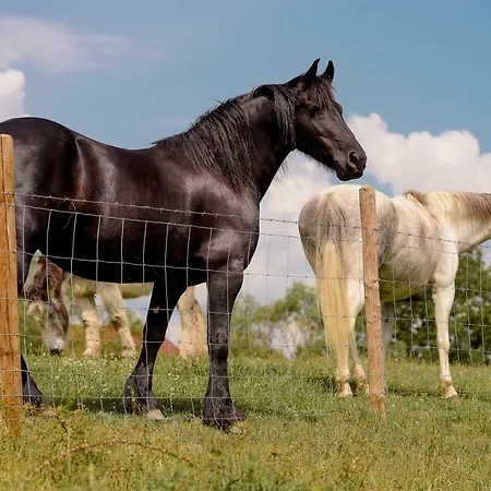 別荘 Nengshof Ferienhaeuser Sonnenblume Und Heublume