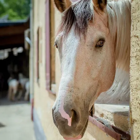 Dom wakacyjny Nengshof Ferienhaeuser Sonnenblume Und Heublume Wißmannsdorf
