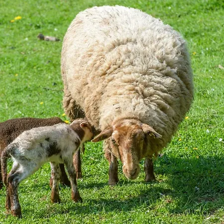 Nengshof Ferienhaeuser Sonnenblume Und Heublume * Wißmannsdorf