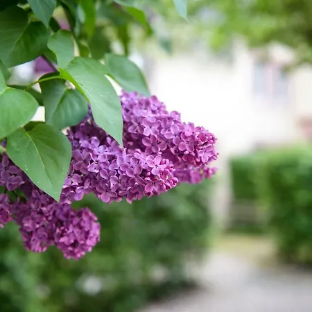 別荘 Nengshof Ferienhaeuser Sonnenblume Und Heublume