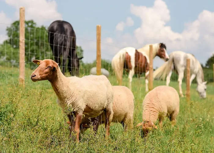 Nengshof Ferienhaeuser Sonnenblume Und Heublume Дом отдыха Висмансдорф