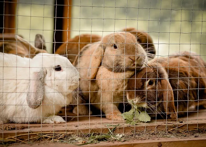 Nengshof Ferienhaeuser Sonnenblume Und Heublume Дом отдыха Висмансдорф