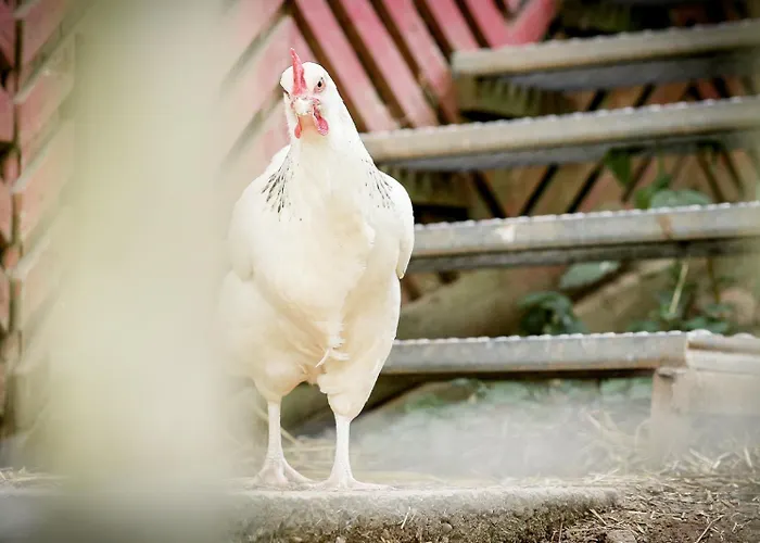 Nengshof Ferienhaeuser Sonnenblume Und Heublume Дом отдыха