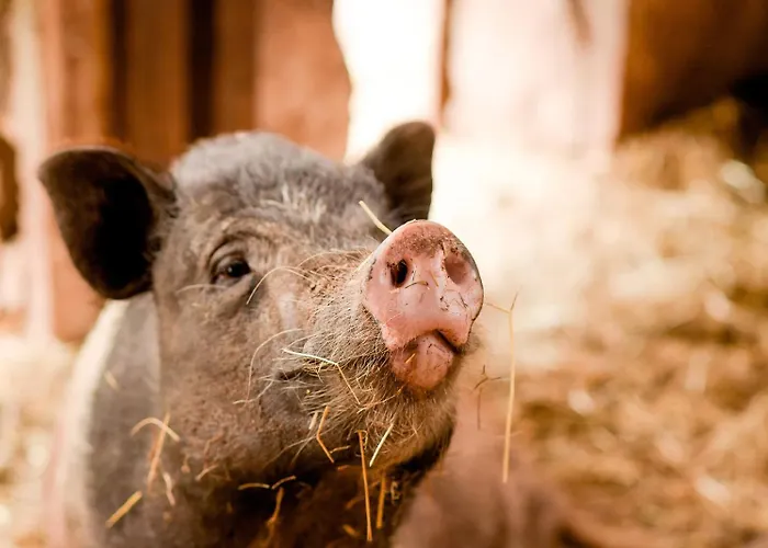 Nengshof Ferienhaeuser Sonnenblume Und Heublume Висмансдорф