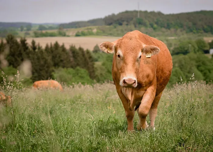 Nengshof Ferienhaeuser Sonnenblume Und Heublume Дом отдыха *