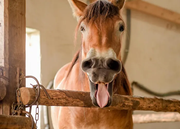 Nengshof Ferienhaeuser Sonnenblume Und Heublume Висмансдорф