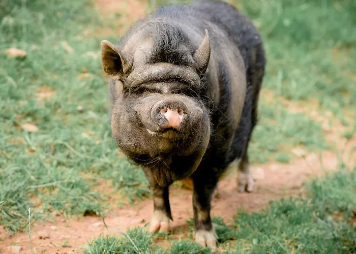 בית נופש Nengshof Ferienhaeuser Sonnenblume Und Heublume