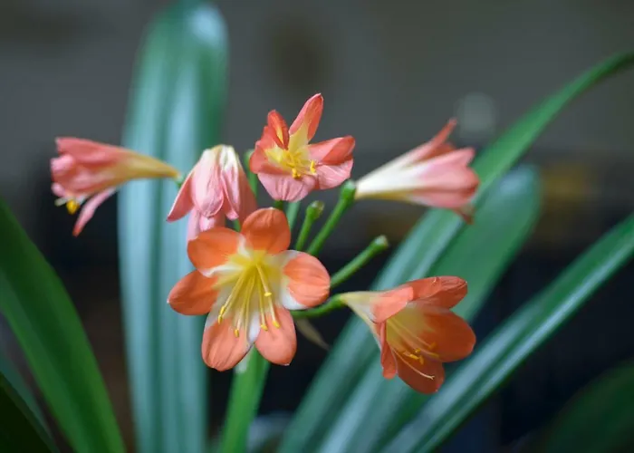 Nengshof Ferienhaeuser Sonnenblume Und Heublume בית נופש Wißmannsdorf