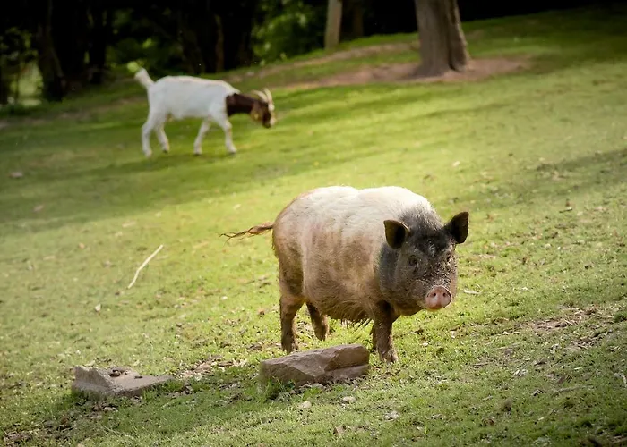 Nengshof Ferienhaeuser Sonnenblume Und Heublume בית נופש