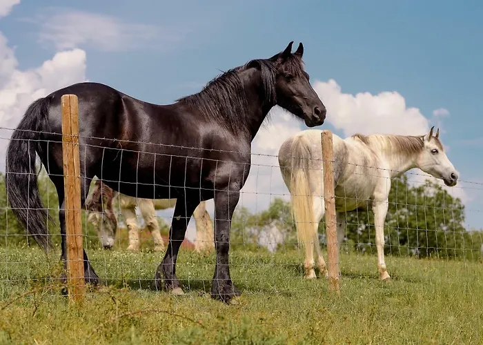 בית נופש Nengshof Ferienhaeuser Sonnenblume Und Heublume