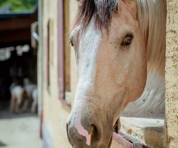 בית נופש Nengshof Ferienhaeuser Sonnenblume Und Heublume Wißmannsdorf