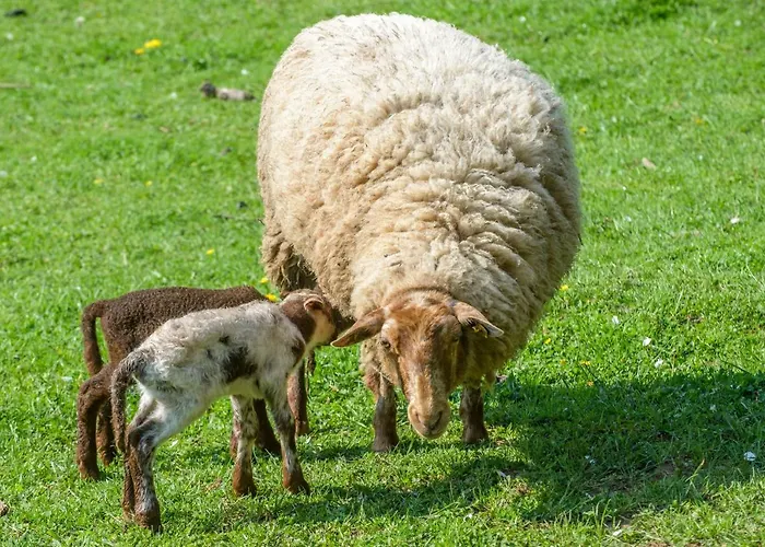 Nengshof Ferienhaeuser Sonnenblume Und Heublume * Wißmannsdorf