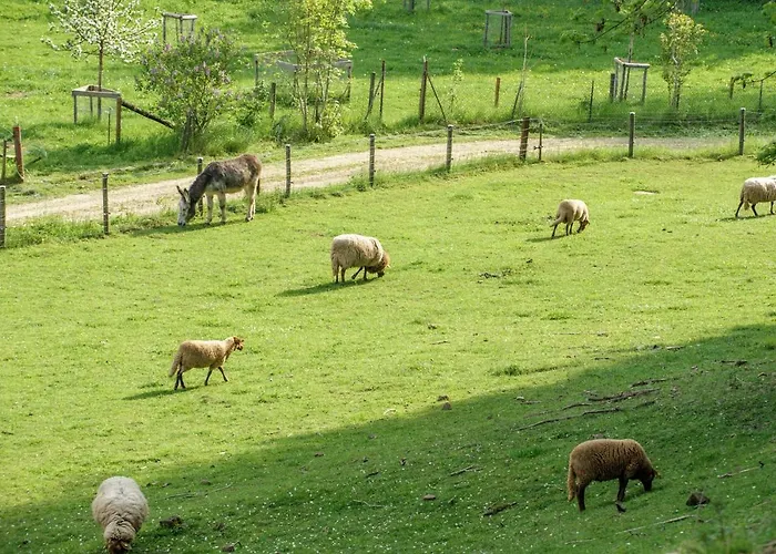 Nengshof Ferienhaeuser Sonnenblume Und Heublume בית נופש