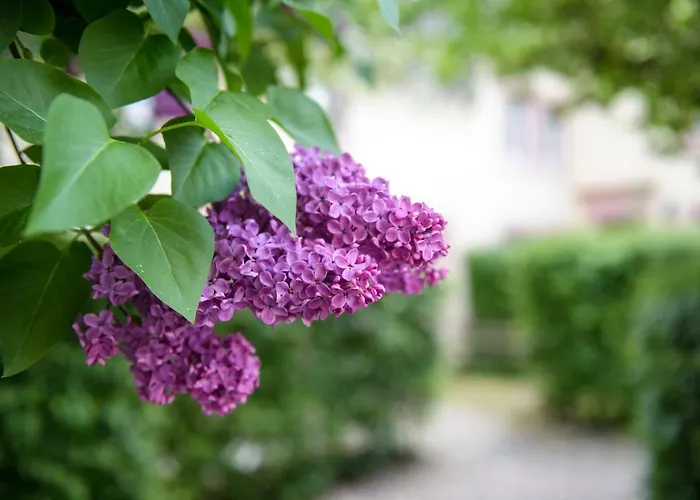 בית נופש Nengshof Ferienhaeuser Sonnenblume Und Heublume